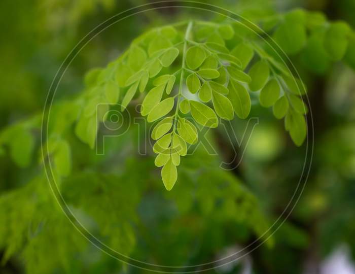 Natural Moringa Leaves Tree Green Background.