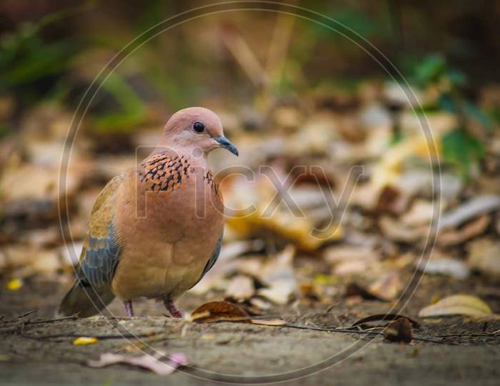 Pigeon bird with brown colour. Common indian bird.