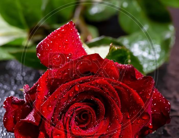 Romantic Red Flower On Dark Background
