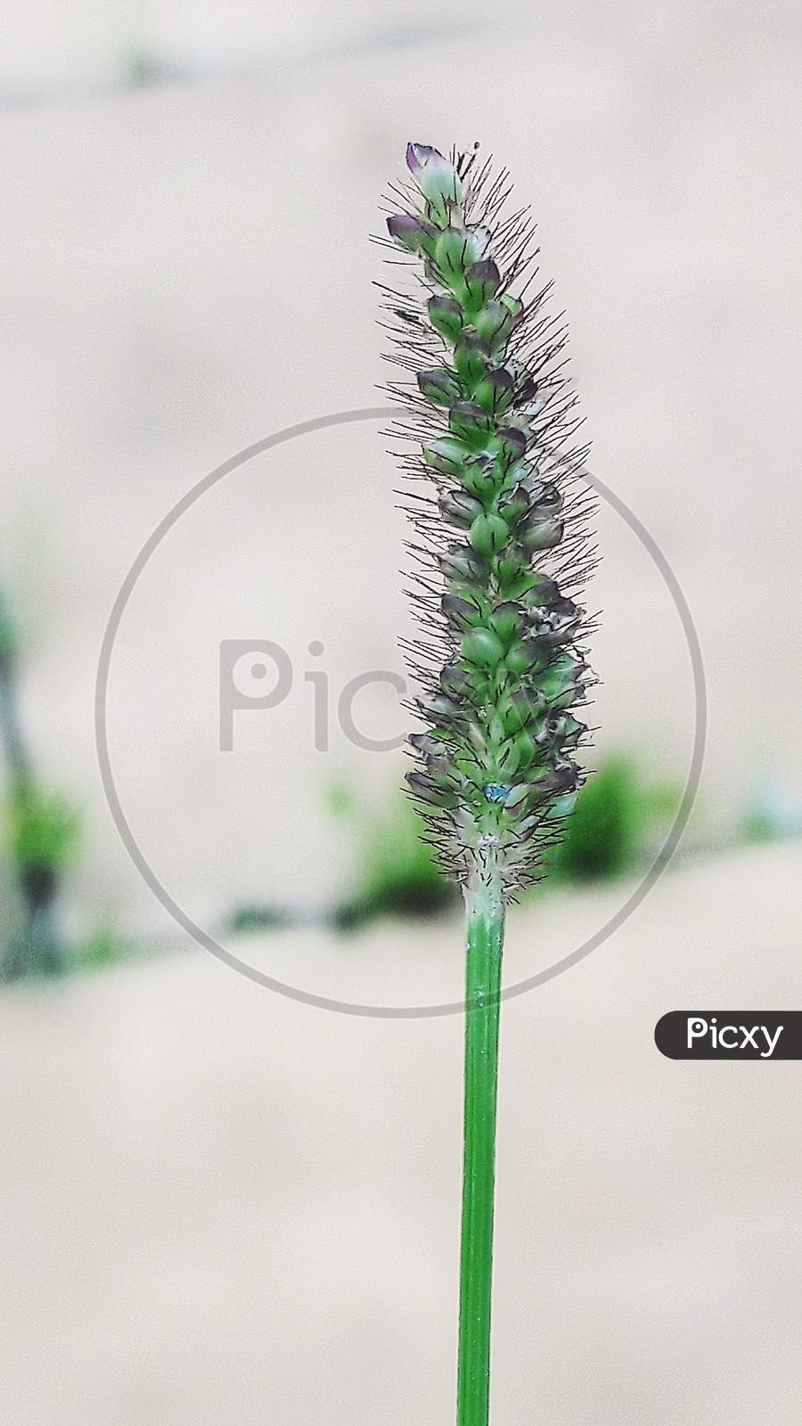 Micro flower photography