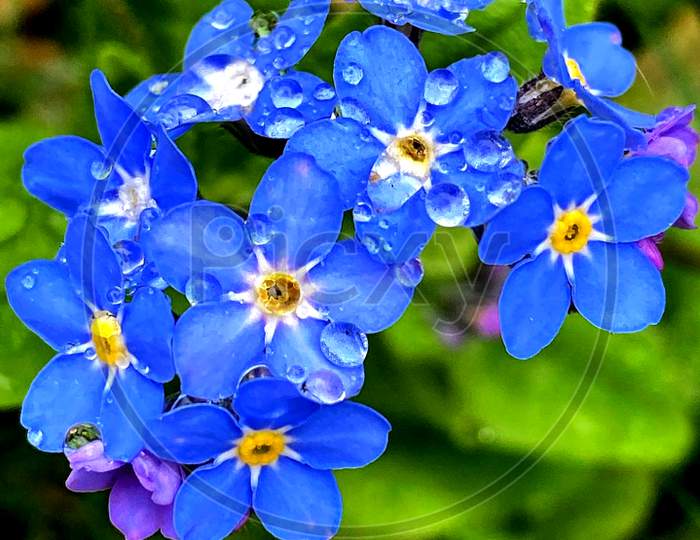 Blue petal