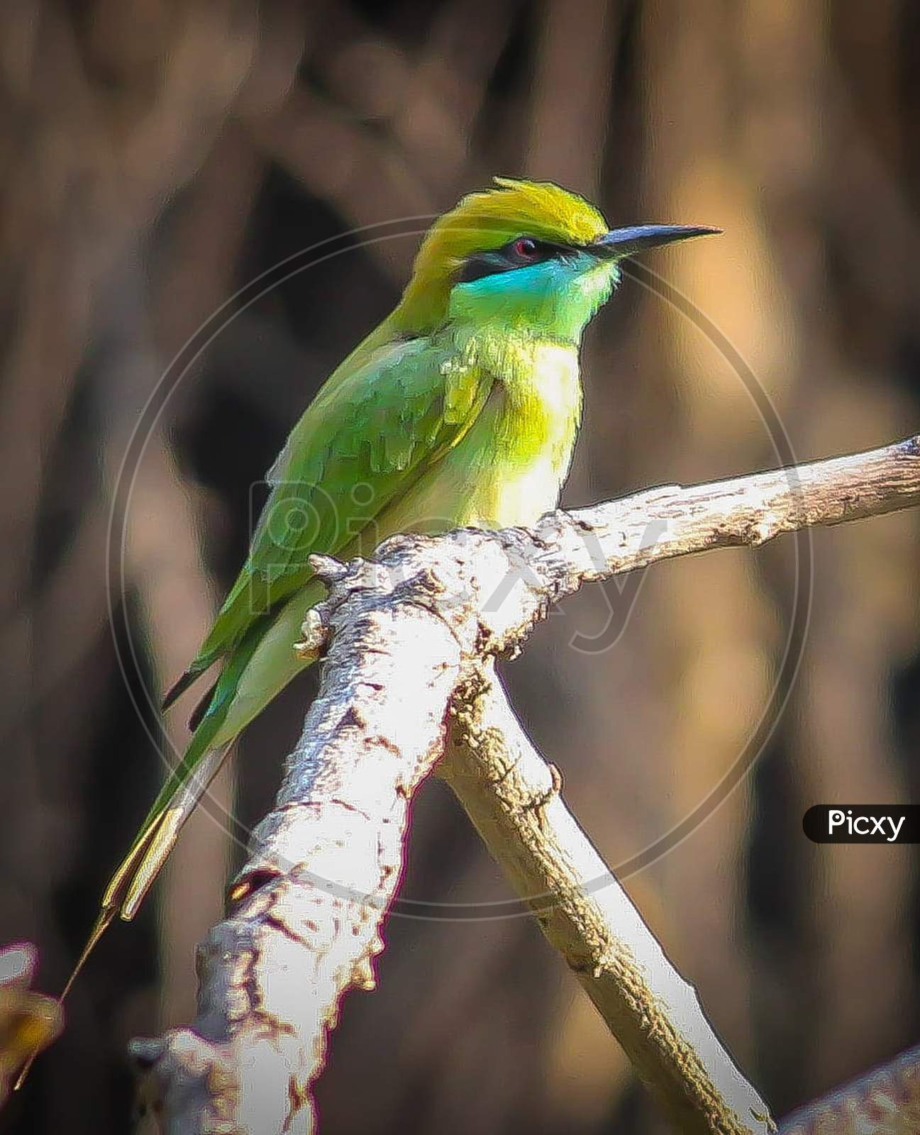 Green bee-eater. Common indian birds.