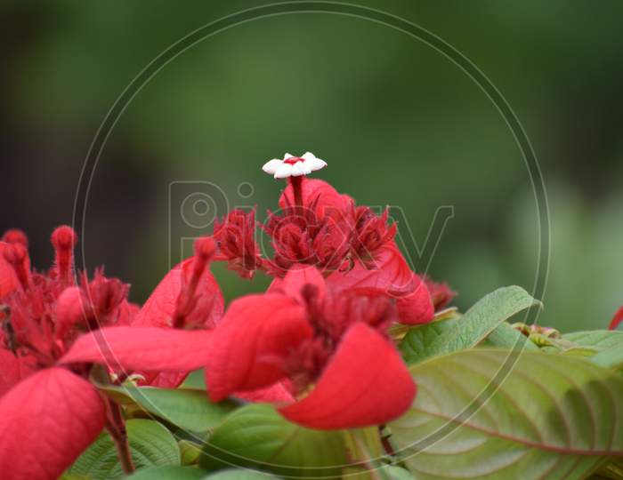 White flower in red background