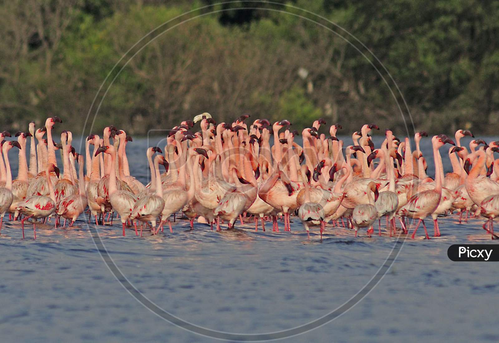Lesser Flamingo courtship dance