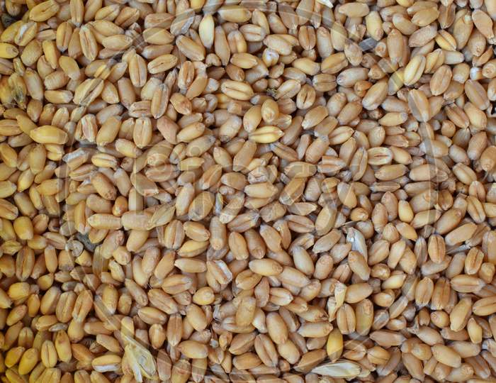 Beautiful Wheat Grains