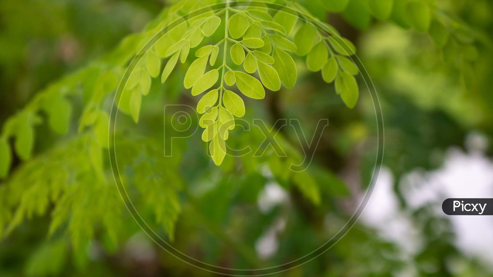 Natural Moringa Leaves Tree Green Background. Fresh Green Moringa Leaves.
