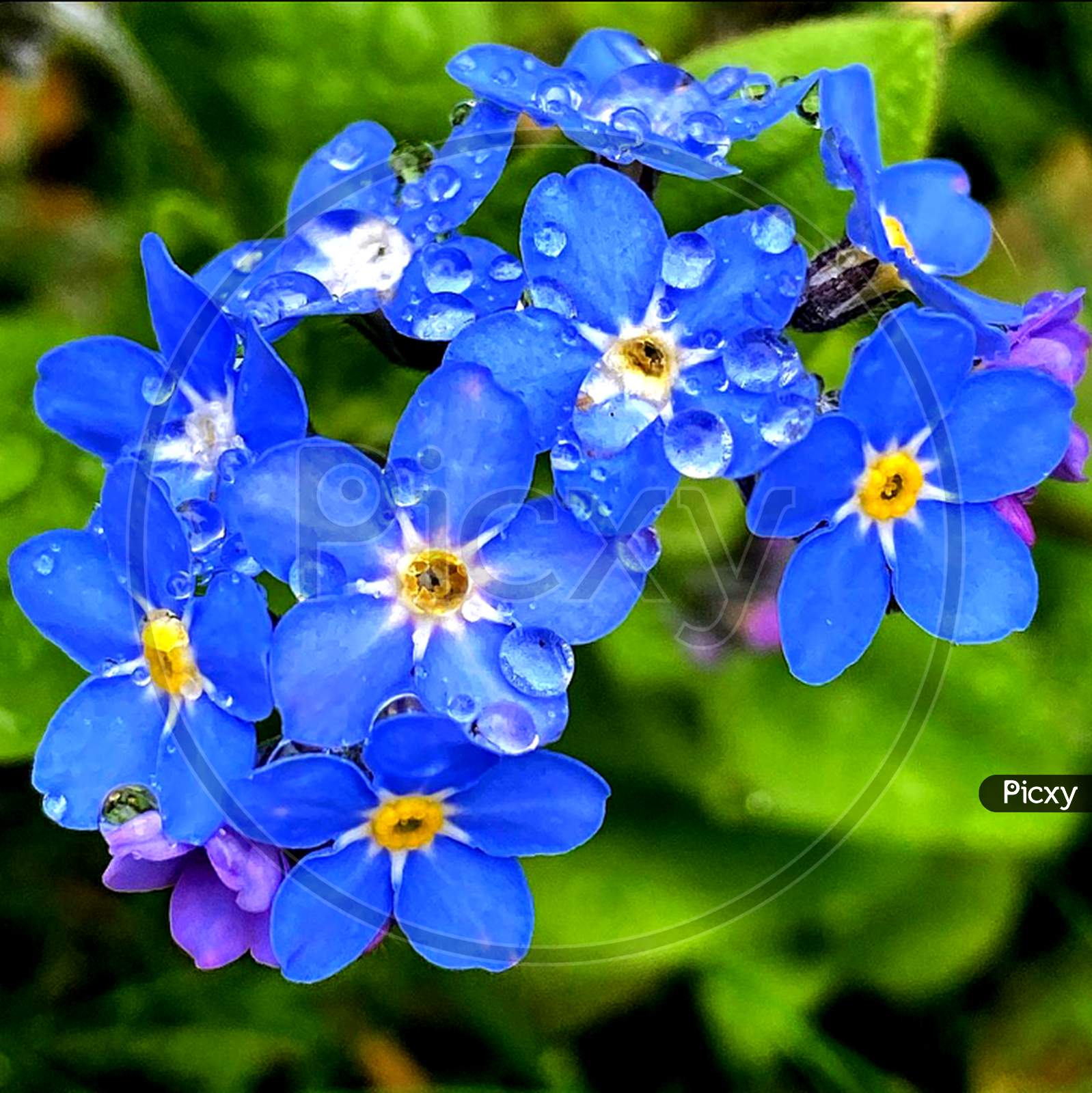 Blue petal