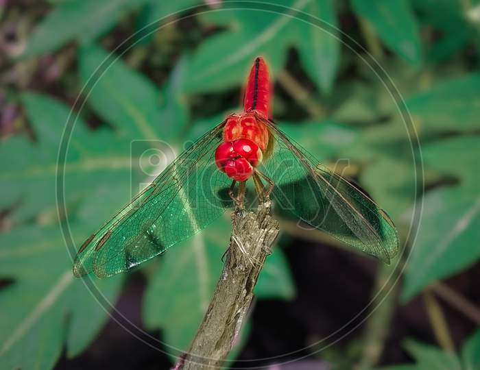 Dragonfly at garden