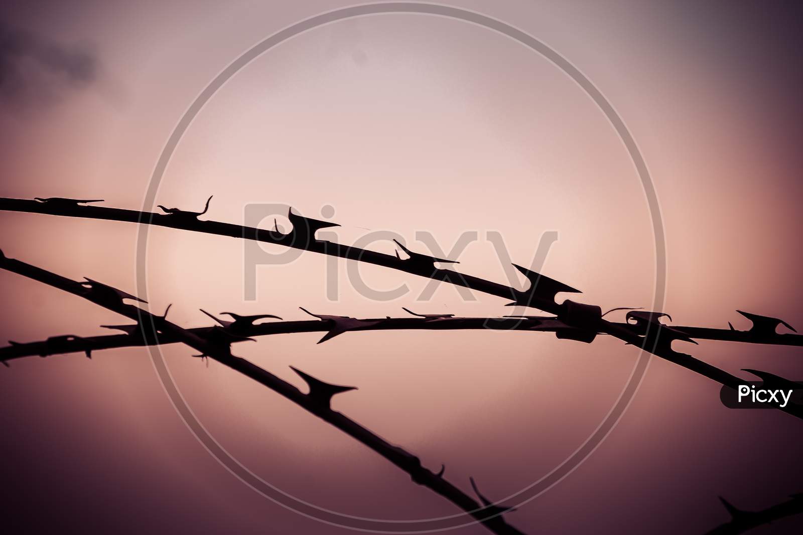 Razor Wire, High Security Barbed Wire To Stop Intruders Climbing Fences, Against Light Sky