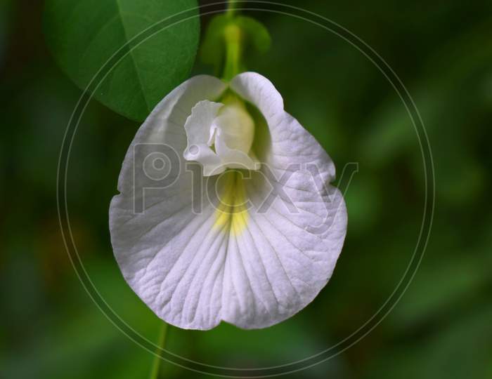 Aparajita flower or Clitoria ternatea