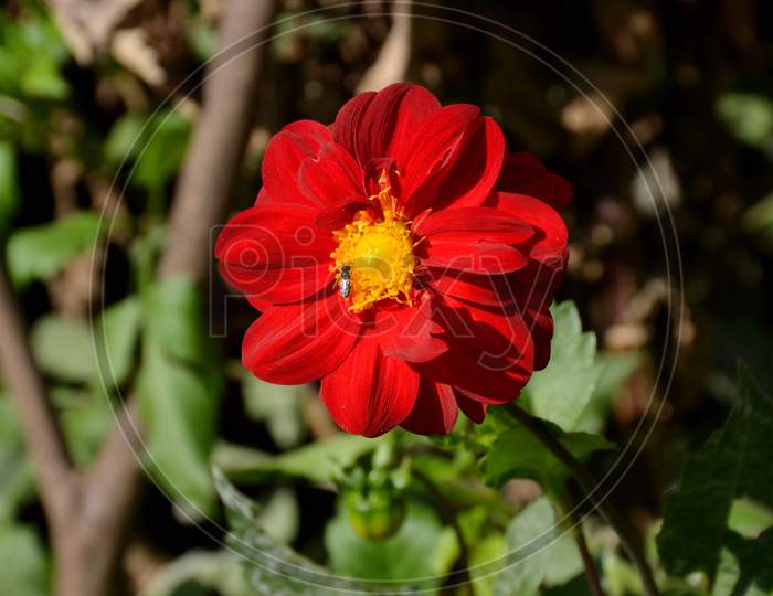 The Beautiful Red Flower Of Dahlia In The Garden