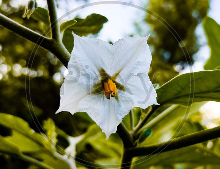 Beautiful Brinjal's Flower.