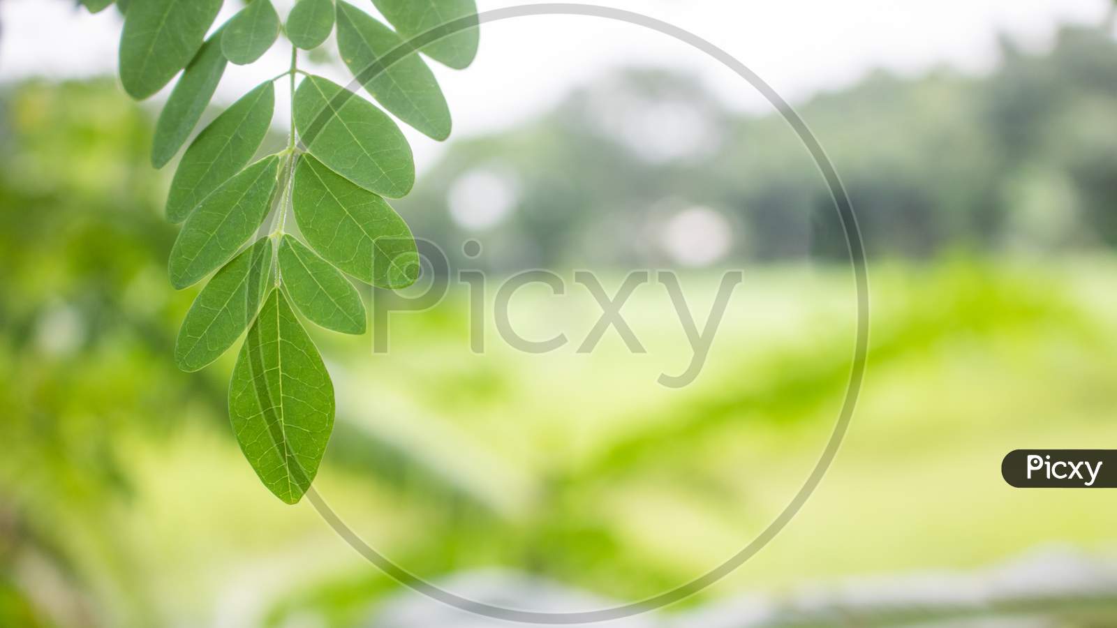 Natural Green Moringa Leaves In The Garden, Green Background. Moringa, Leaves (Moringa Oleifera Lamk.)