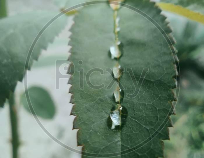 Dew drop in a leaf