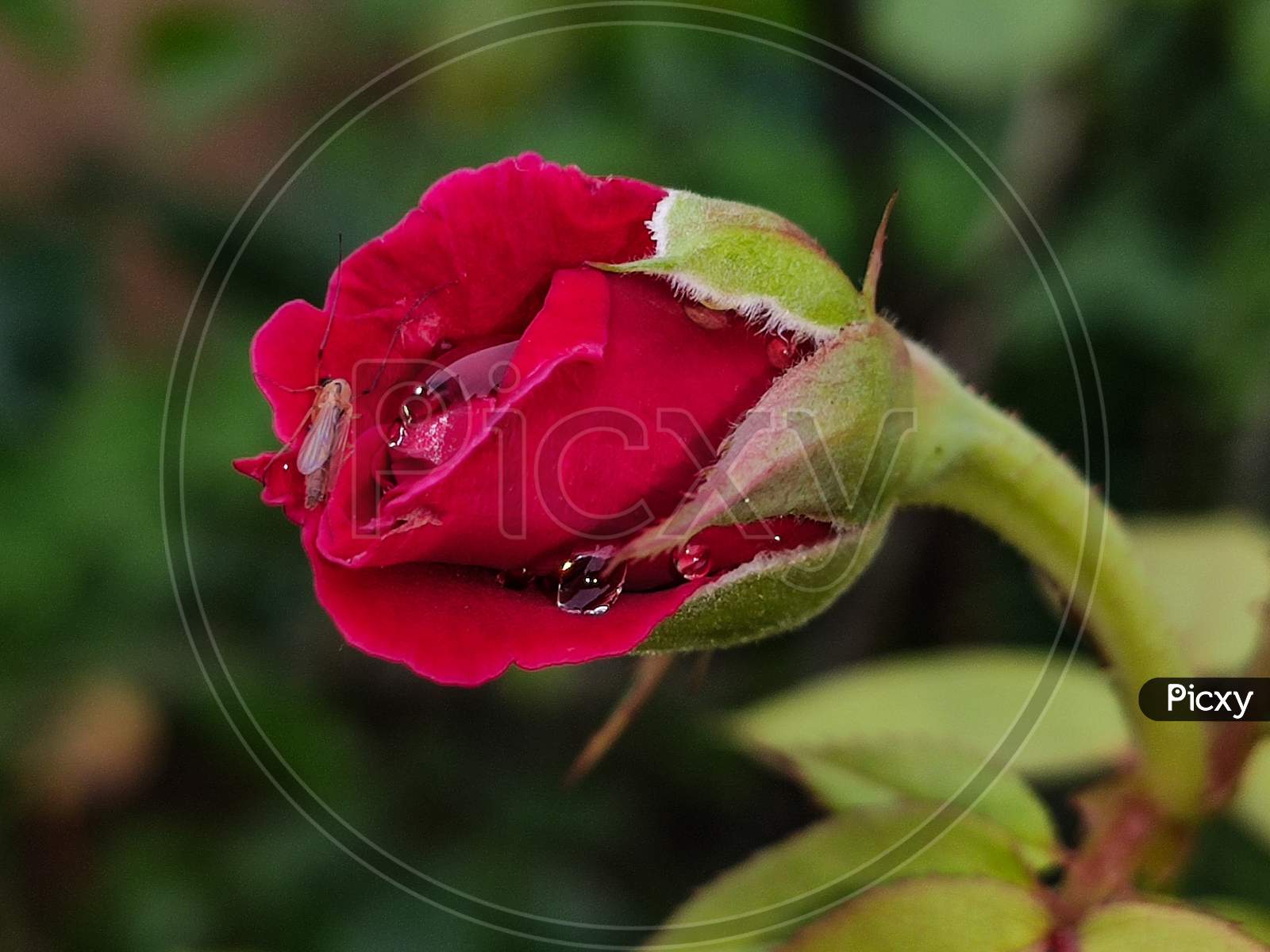Red rose bud with dew drops
