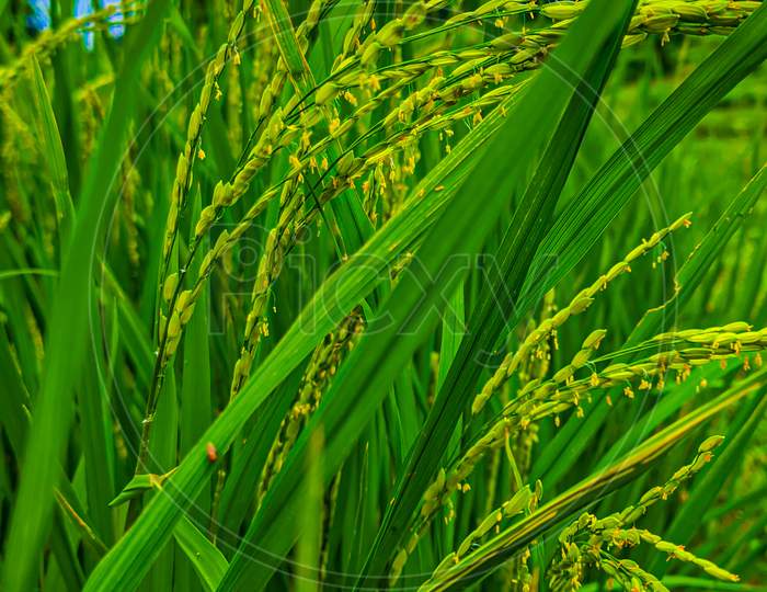 Rice cropping, rice farming,rice cultivation