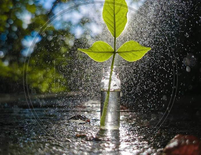 Plant with water