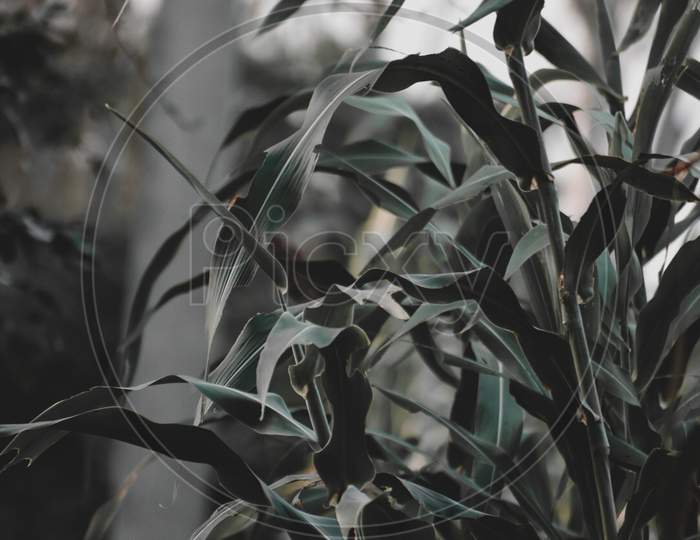 Green leaves, desaturated green leaves,Moody plant,
