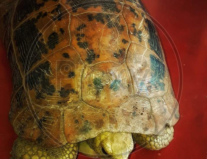 Tortoise, Pet, Beautiful Tortoise Shell, Red Background
