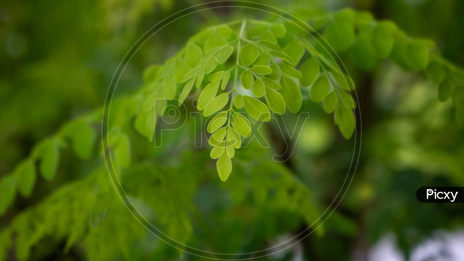 Natural Moringa Leaves Tree Green Background.
