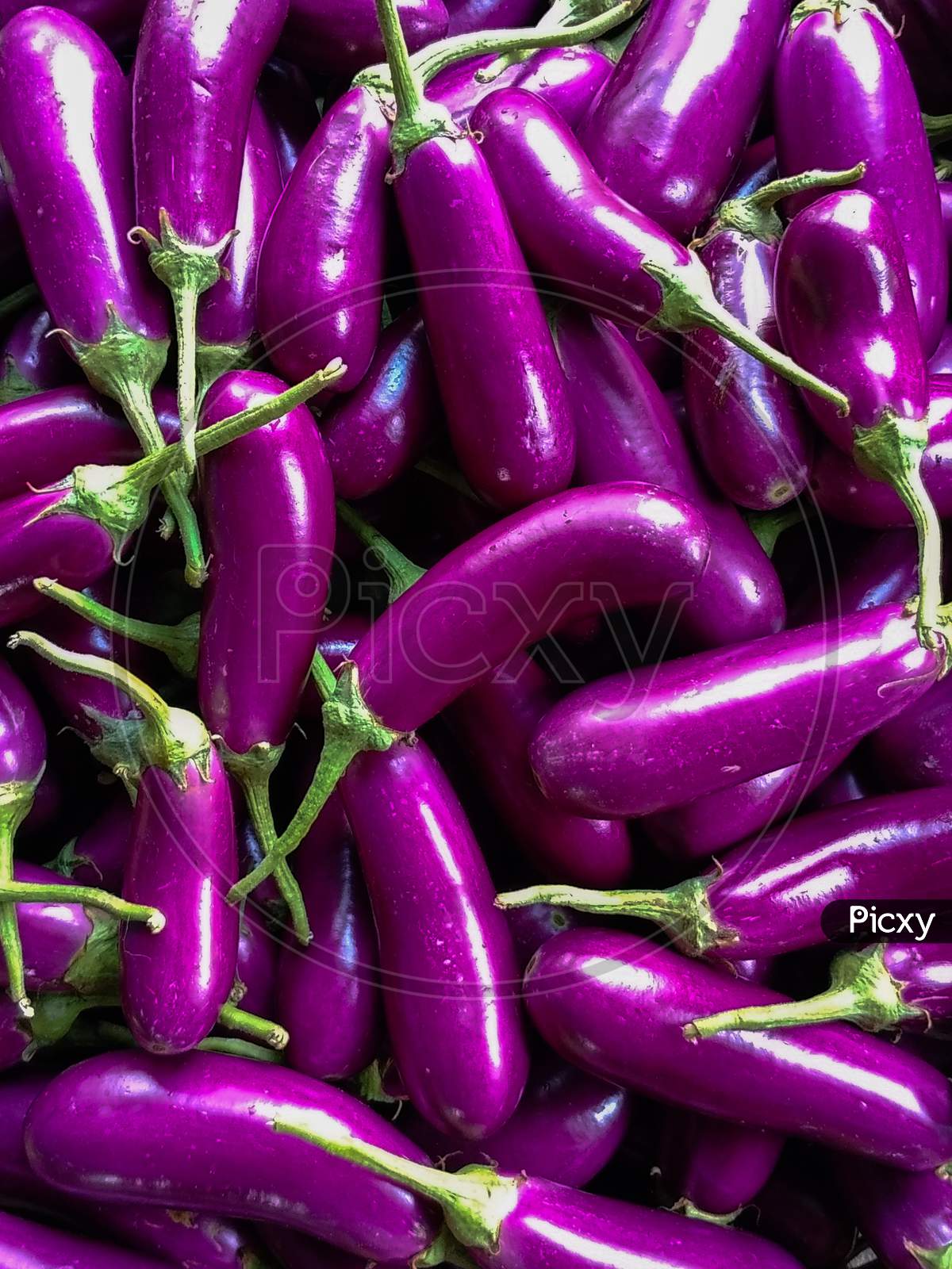 Brinjal PNG Images  PNG Cliparts Free Download on SeekPNG