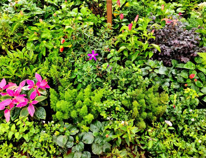 Beautiful Small Flower And Important Commercial Plants In A Nursery For Sale