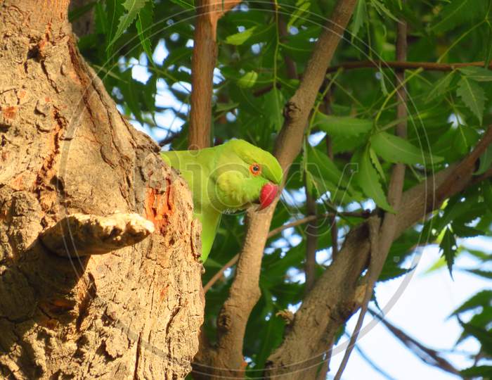 Parrot on tree waiting for his friends to come