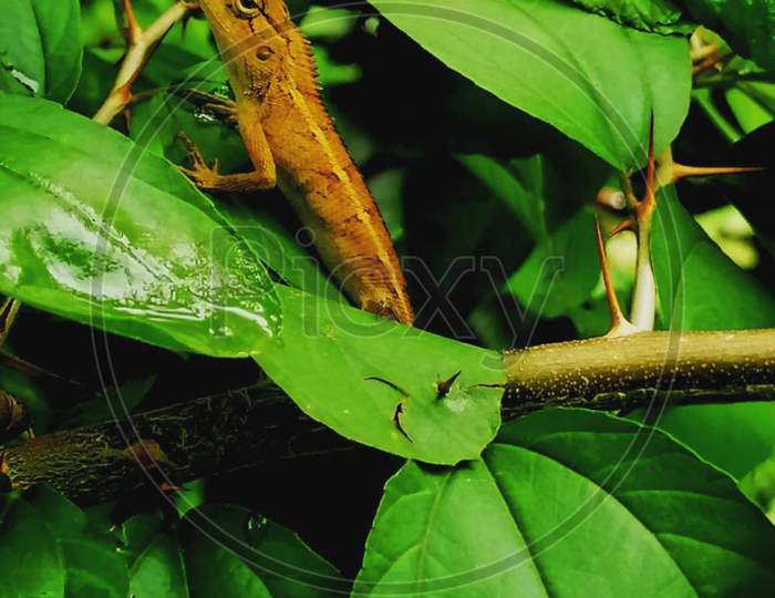 Lizard , leaf , Green leaf , Plant , Green Plant
