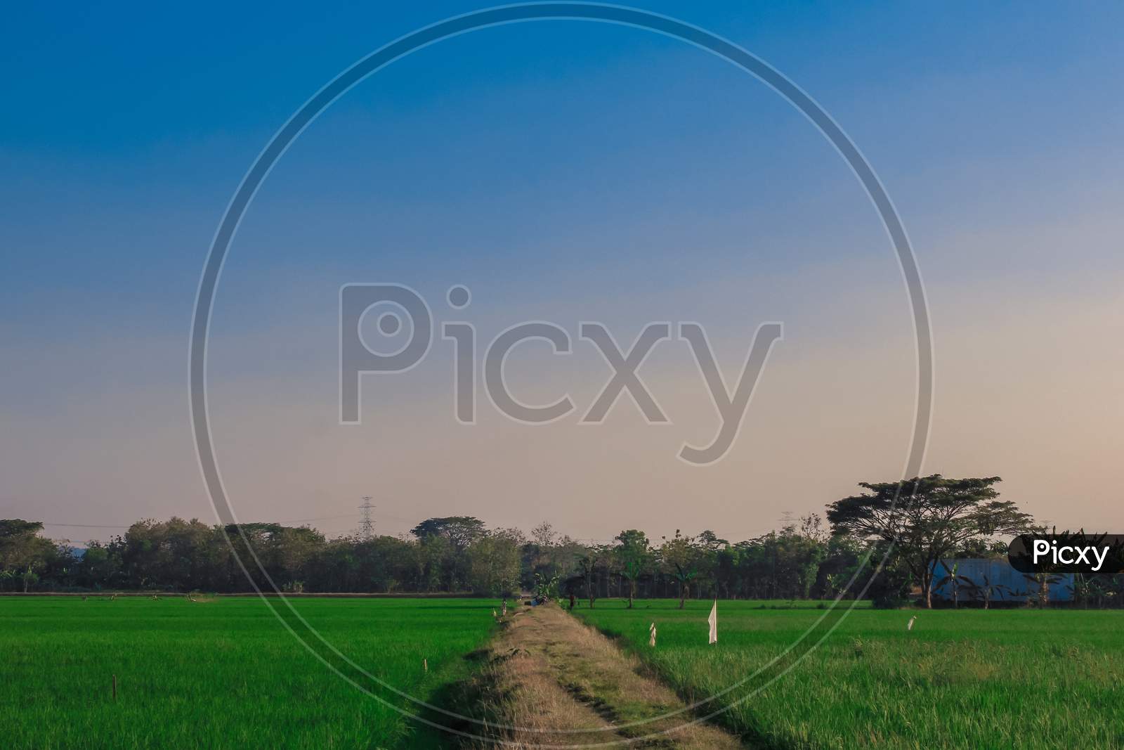 Path, Green field and blue sky