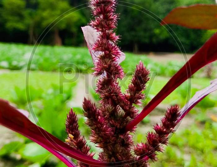 Amaranthus hypochondriacus
