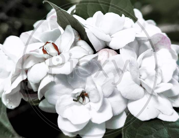 Pc wallpaper,white flower
