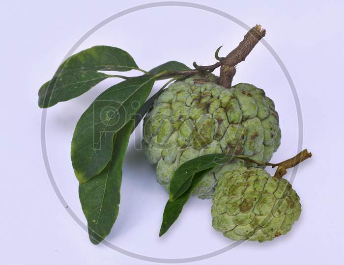 Two Custard Apple with Leaves and Stem.
