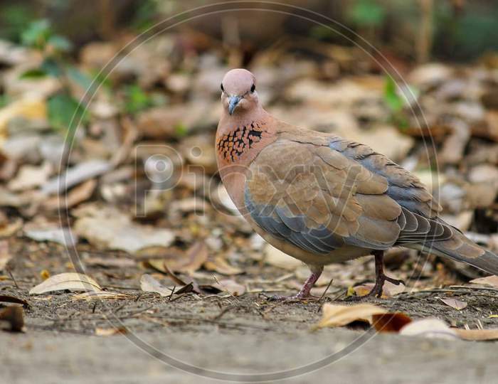 Pigeon brown colour a common bird from india.