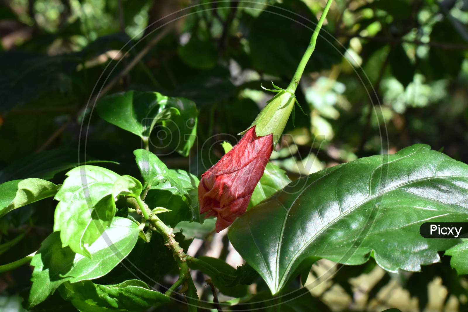 Red China Rose Bud. Hibiscus rosa-sinensis.