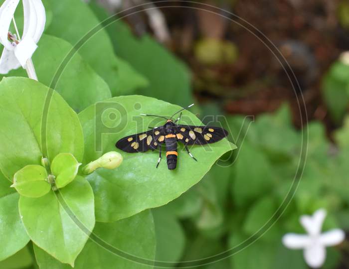 Beautiful Black Moth