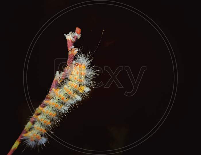 Butterfly caterpillar on a large macro photography plant