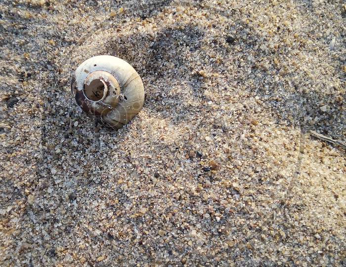 Snail Dried in mesmerizing sands and light shadows adds on it