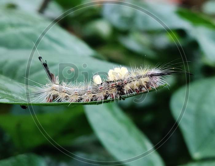 Cute hairy fellow,the caterpillar