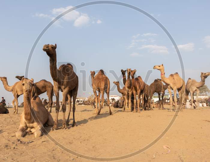 Domestic camels at pushkar fare for trade in Pushkar, Rajasthan India