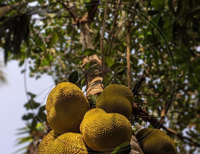 A beautiful jackfruit tree.