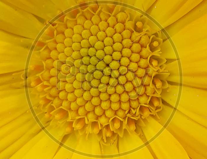 A view of Sunflower