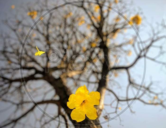 Tree and flower