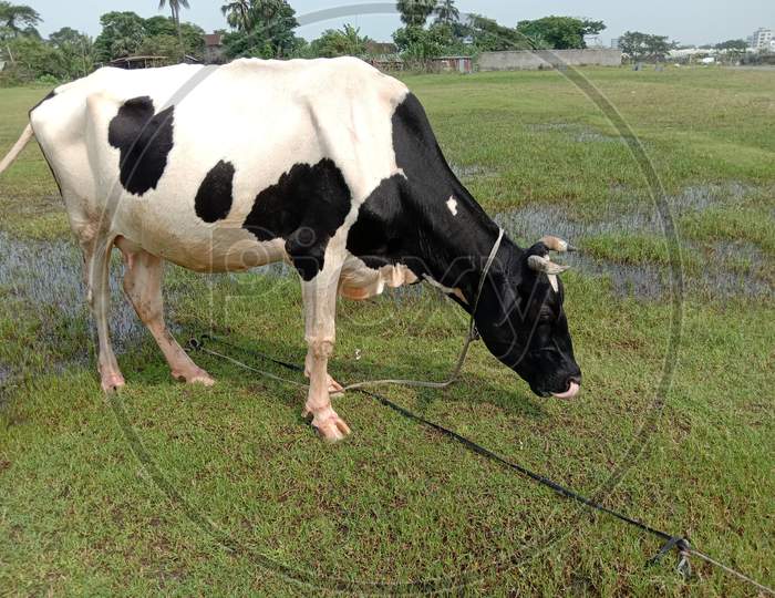 A Black And White Colored Cow Eating The Grass
