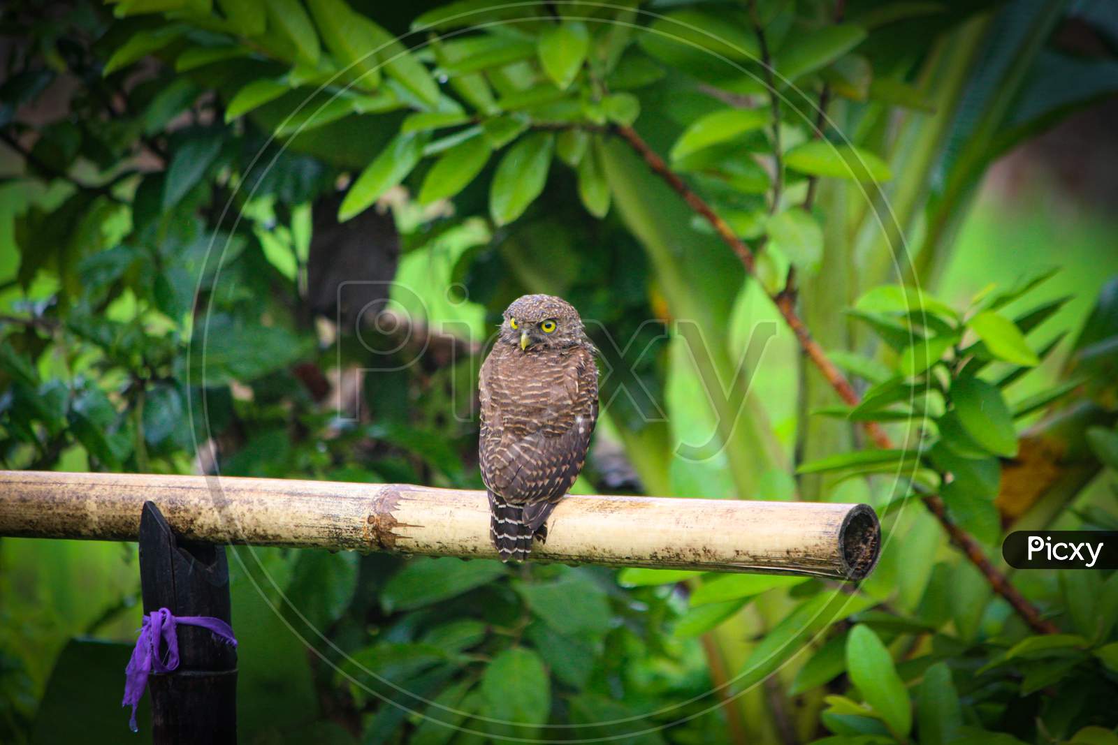 Asian barred Owlet