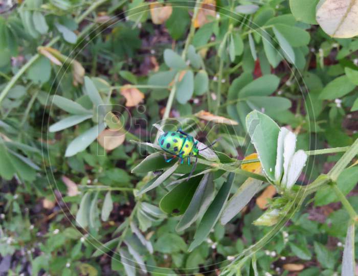 Green bettle in the garden