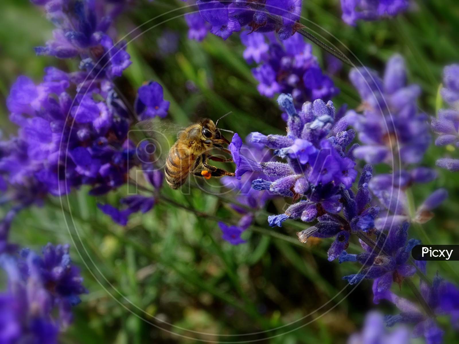 The bee on a Lavender field.