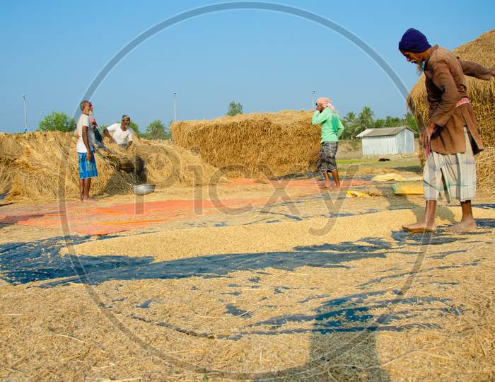 Paddy Harvesting Process.
