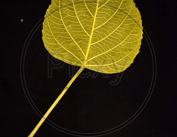 Yellow Leaf with Black background