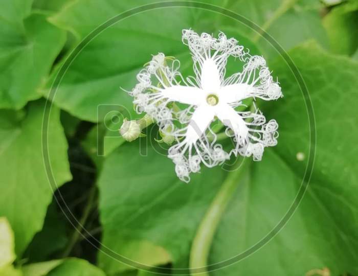 Natural Flower