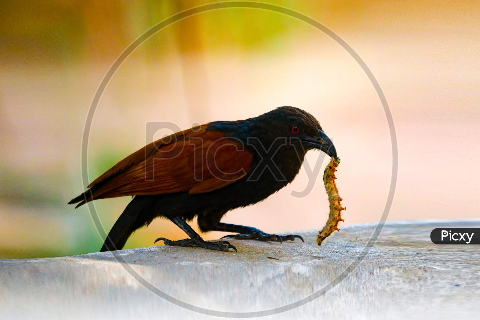 Greater Coucal eating insect